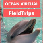ocean field trip for homeschooled kids